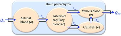 On the Validation of a Multiple-Network Poroelastic Model Using Arterial Spin Labeling MRI Data